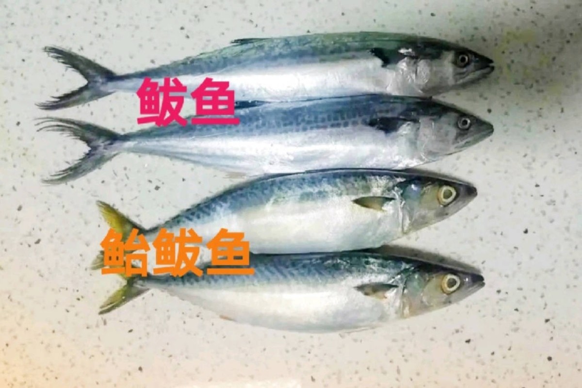 When buying mackerel, it is necessary to distinguish between "pan