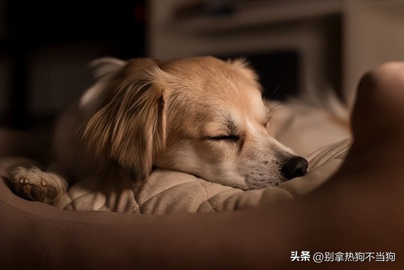 Should you walk your dog before or after a meal? How to develop a life