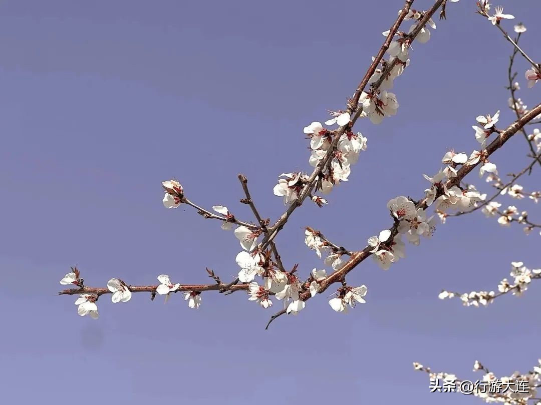 Accept this Qingming outing guide and meet the most beautiful April day ...