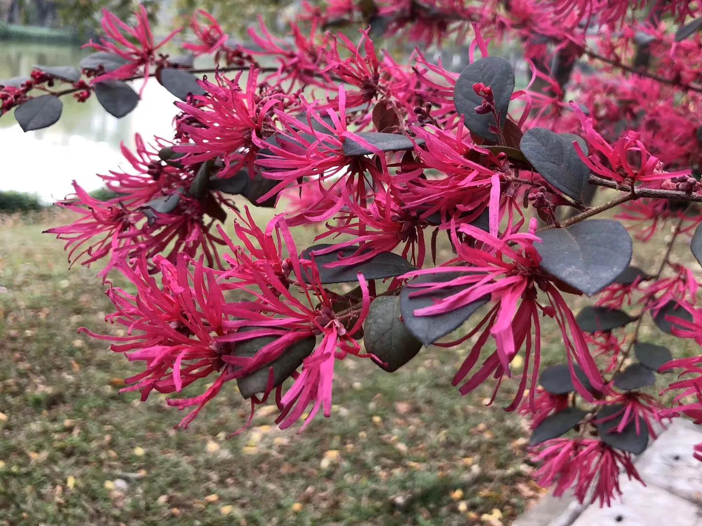 花之韵 32 10首 资讯咖