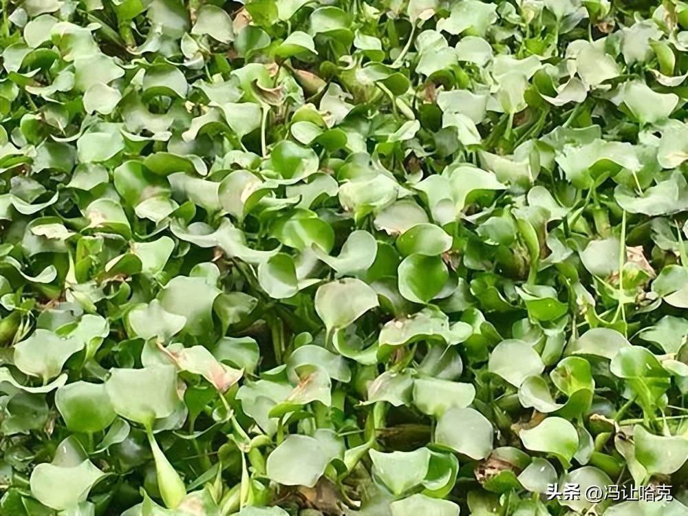 Life is Amazing Series 02 What is the fastest growing plant on earth? iNEWS