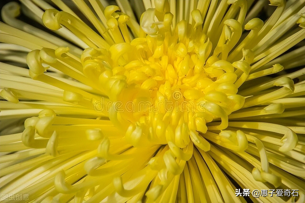 一花一詩詞,一月一枝花,哪朵花最入你心? - 資訊咖