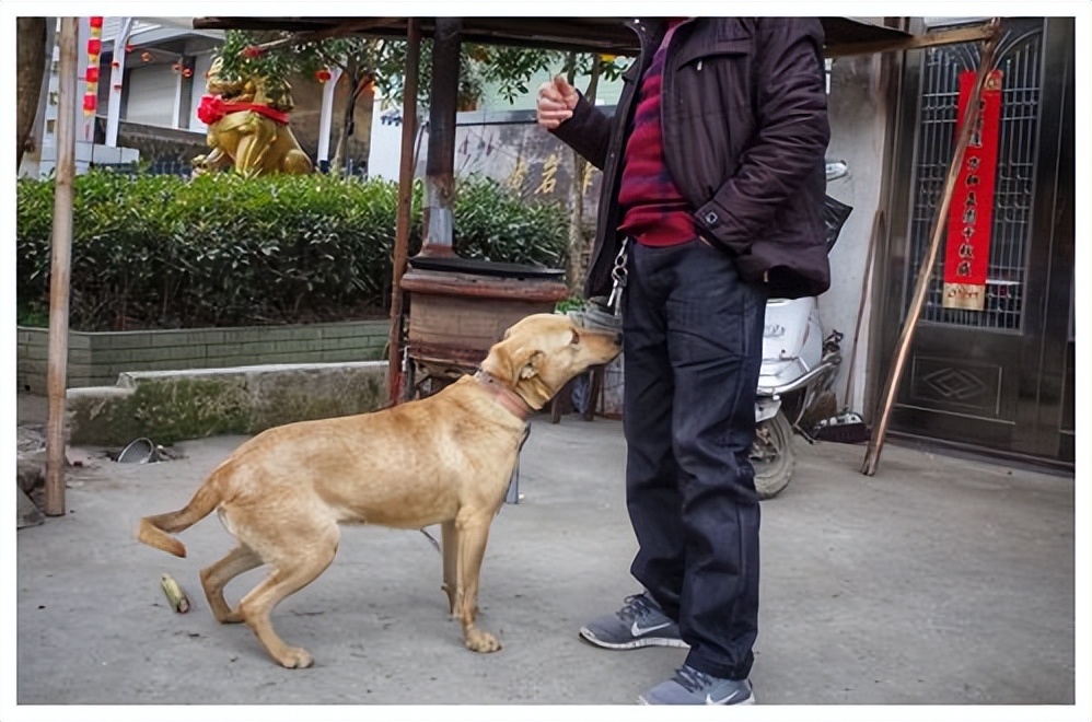 Why do dogs keep "smell my crotch"?Am I not clean? iNEWS