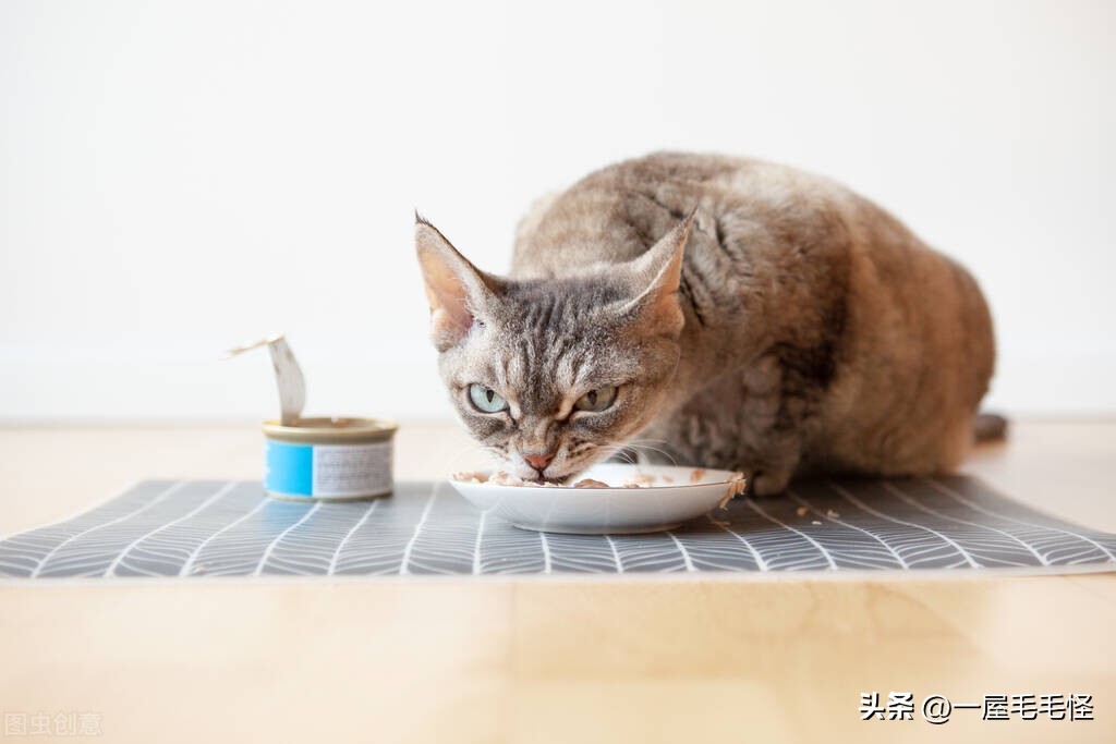 Raising a cat is very simple, how can a novice take good care of a cat? iNEWS