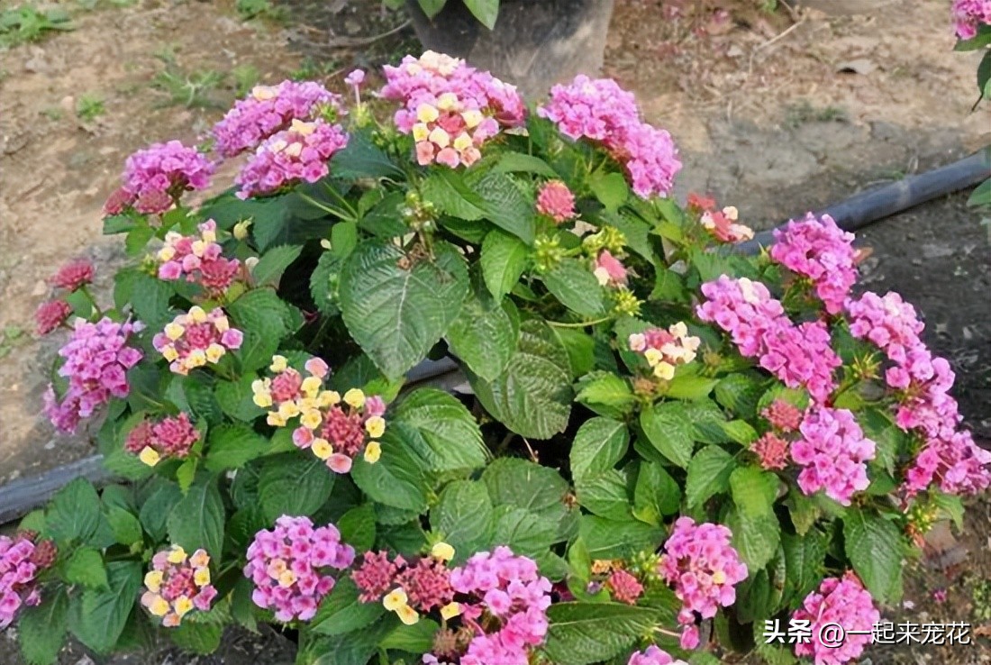 These beautiful flowers are not suitable for indoor maintenance. They