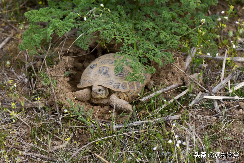 What is the state of the turtle's suspended animation?What do turtles