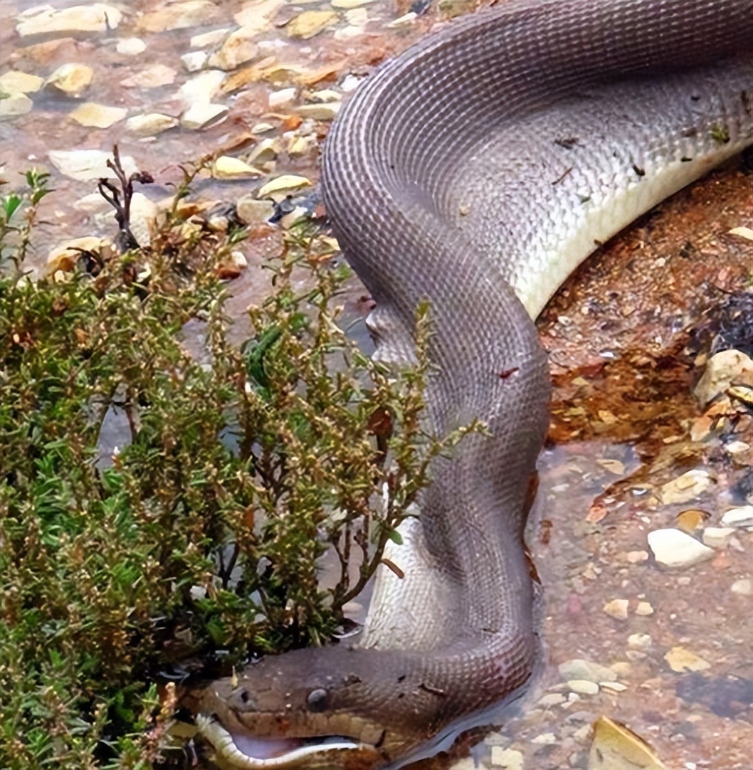 Guarded by two giant pythons outside the ancient tomb on the water, no ...