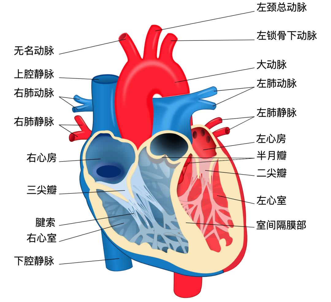 Why Can t The Adult Heart Regenerate Scientists Actively Refuse INEWS why-can-t-the-adult-heart-regenerate-scientists-actively-refuse-inews