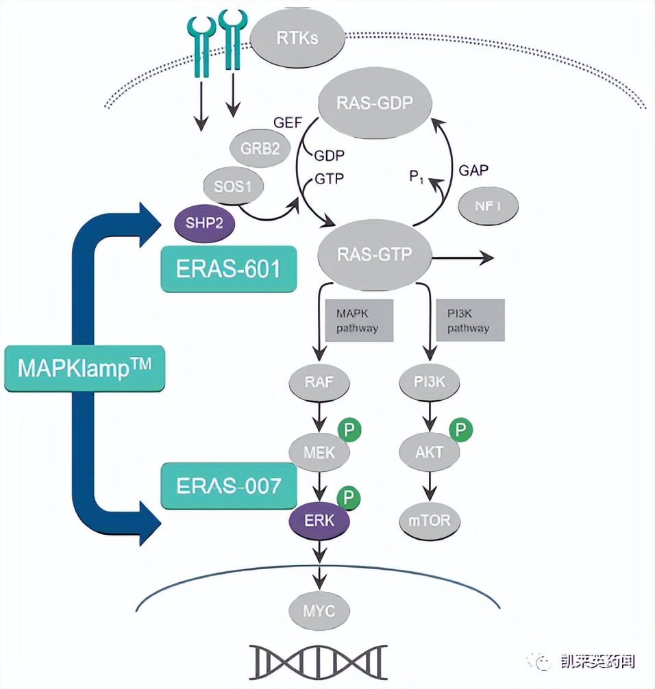 Erasca and MD Anderson Announce Strategic R&D Collaboration in RAS/MAPK ...