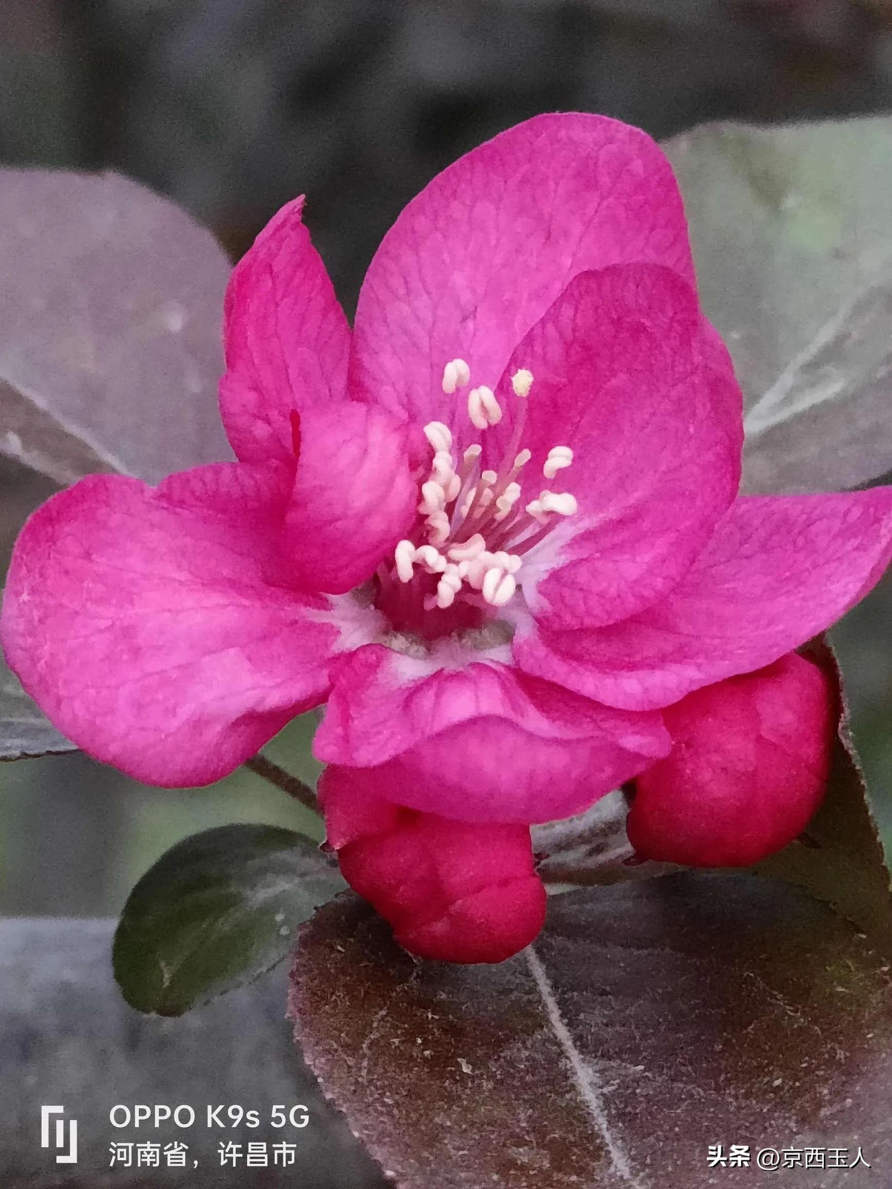 Yutang Fugui Begonia - iMedia