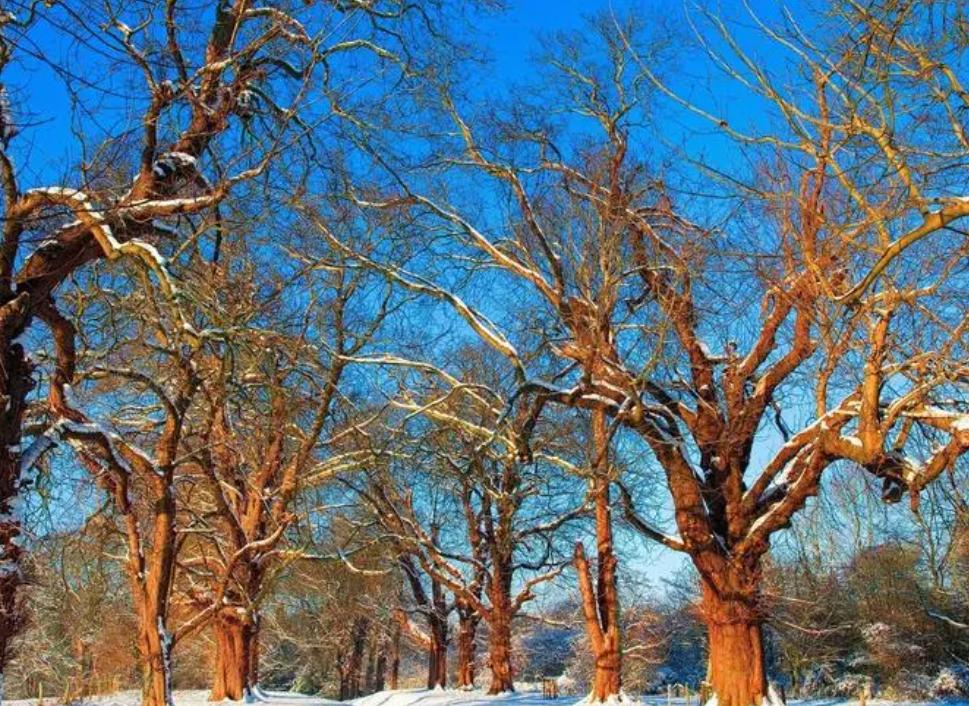 Why do some trees lose their leaves in winter and some don't? iMedia