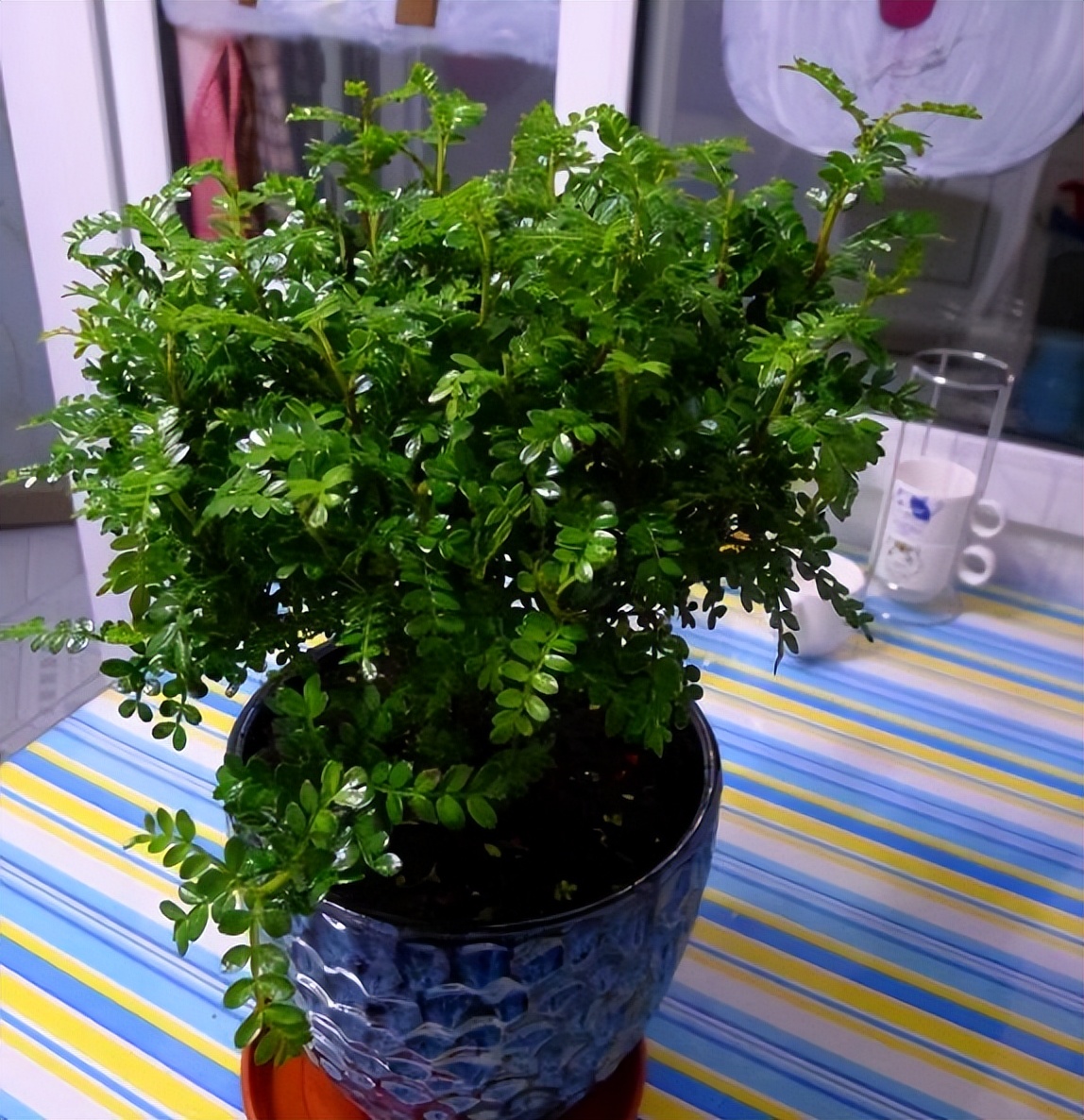 There are 3 kinds of plants that can "absorb formaldehyde" the most, go