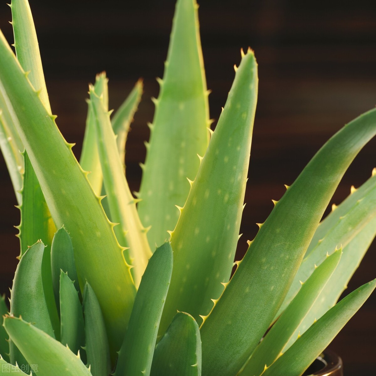 Can Aloe Vera Treat Psoriasis? iNEWS