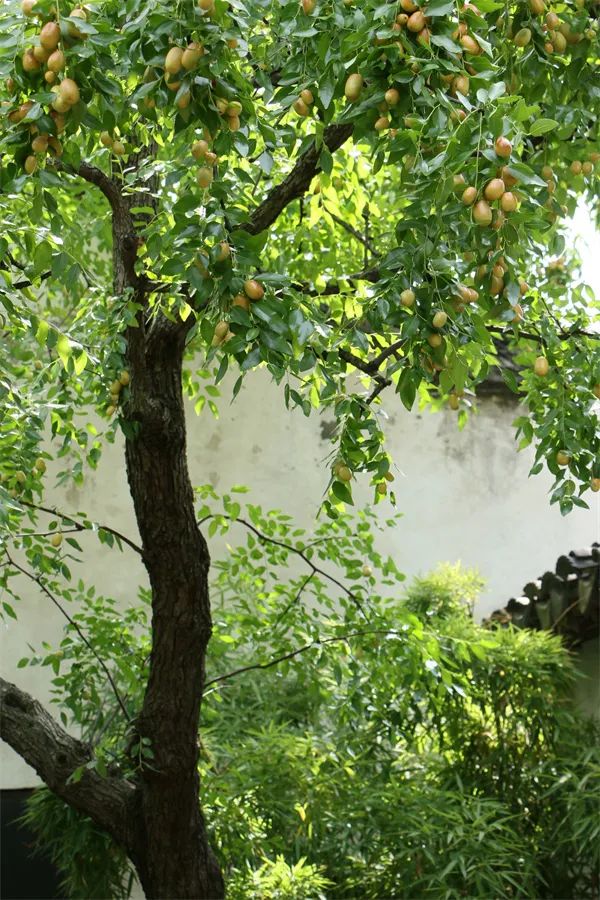 Suzhou gardens are for tourists, only the art garden belongs to Suzhou