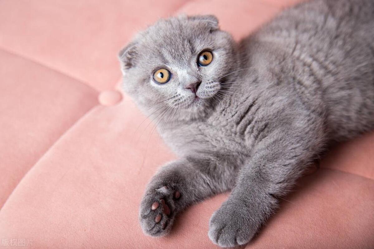 How do cats adapt to their new home environment? - iNEWS