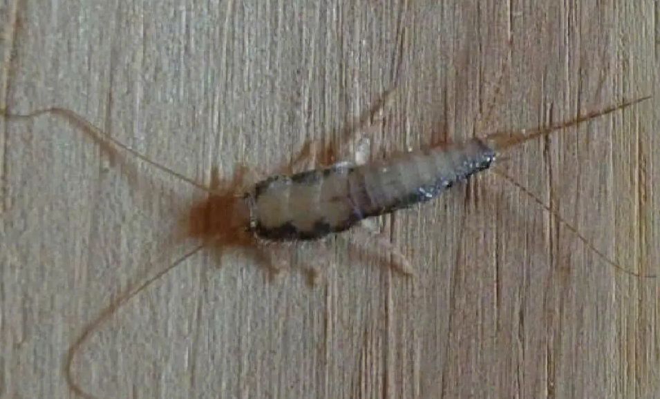 Where are the nests of silverfish worms? - iMedia