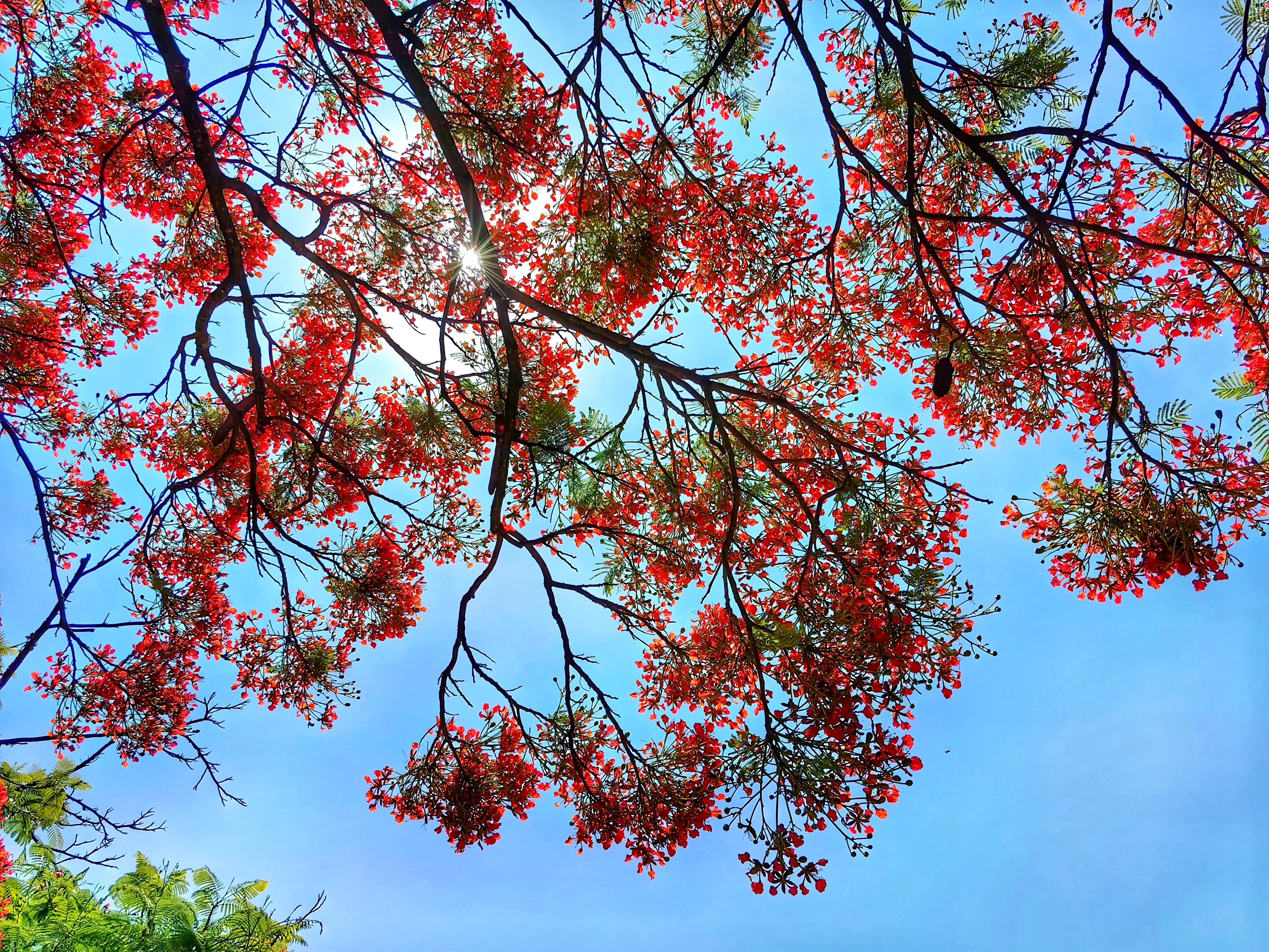 The phoenix flowers are blooming, prosperous, vigorous, beautiful and ...