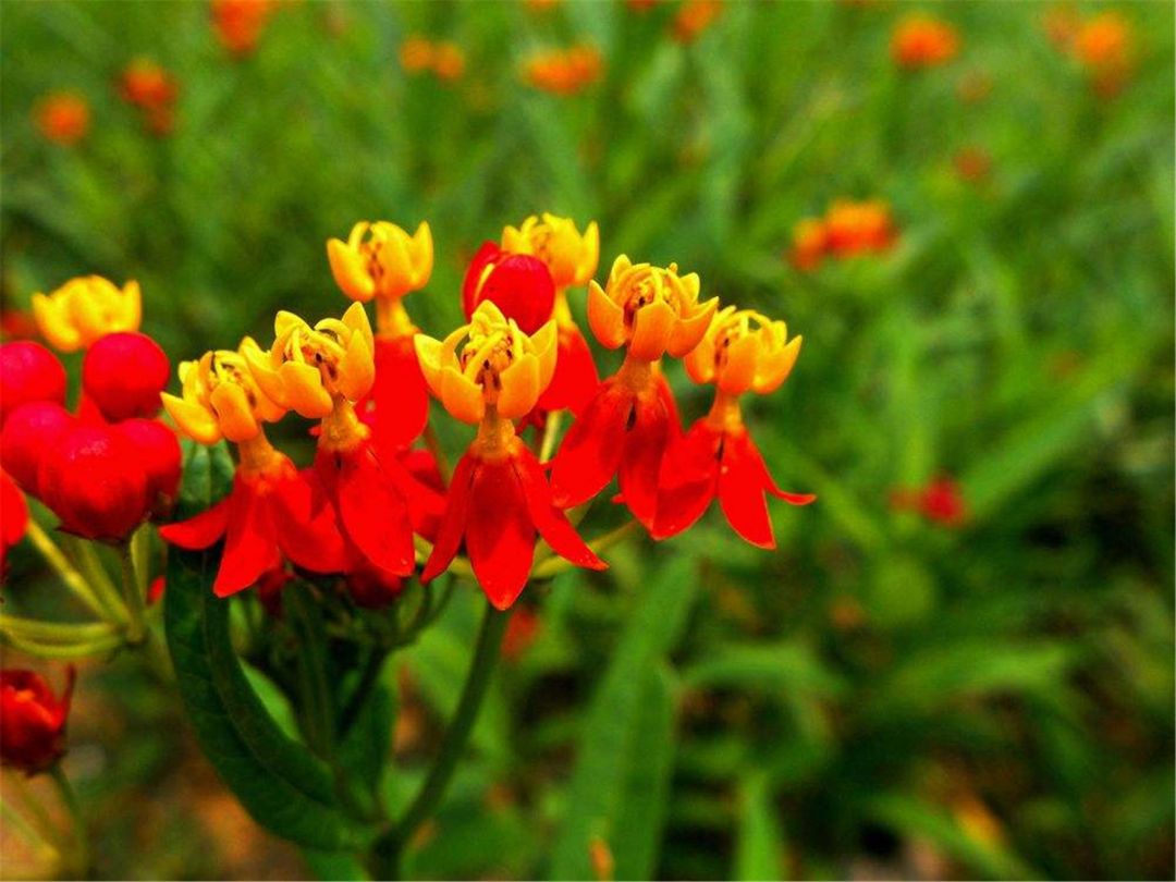 What kind of plant is milkweed - iNEWS