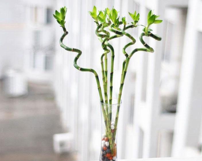 These 7 kinds of hydroponic plants in the living room are goodlooking