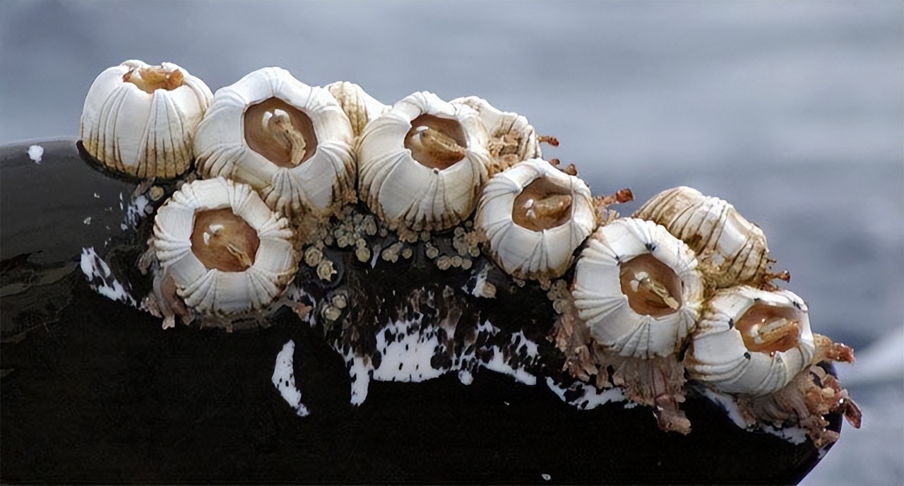 Barnacles are better than scallops? How can the barnacles attached to ...