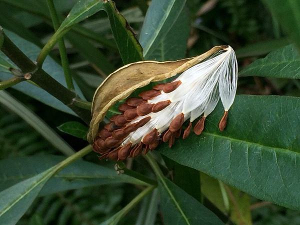 What kind of plant is milkweed - iNEWS