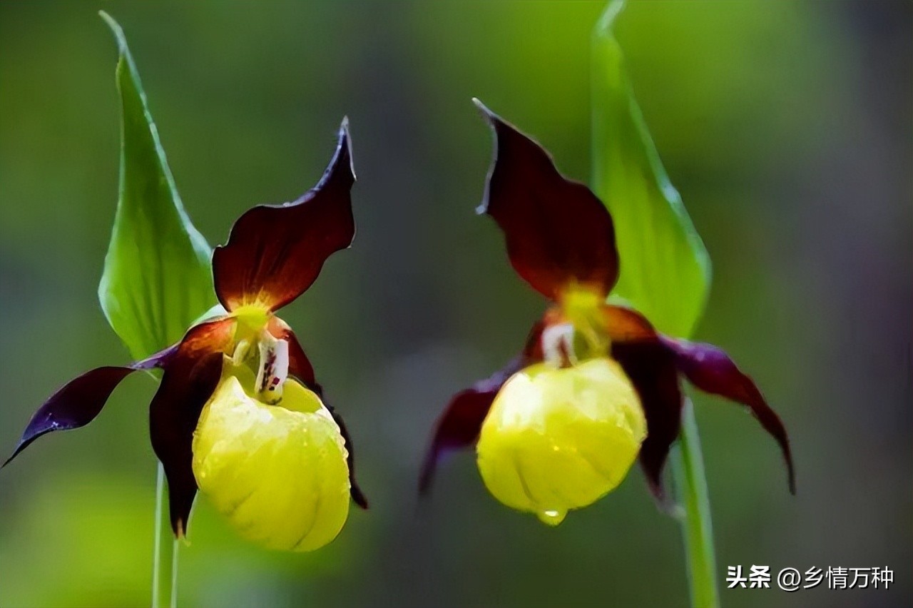 Exploring Rare Flowers: Discovering the World's Rarest Botanical ...