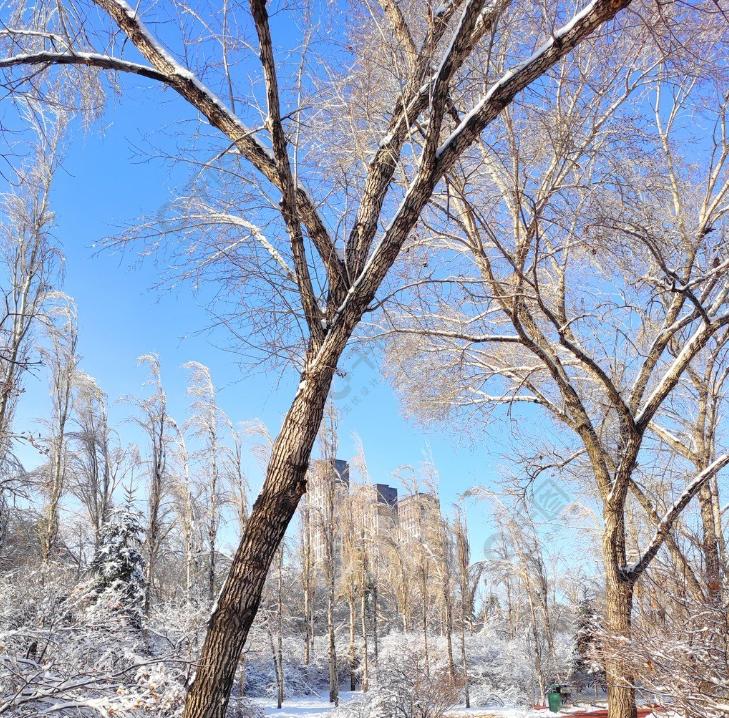 Why do some trees lose their leaves in winter and some don't? iMedia