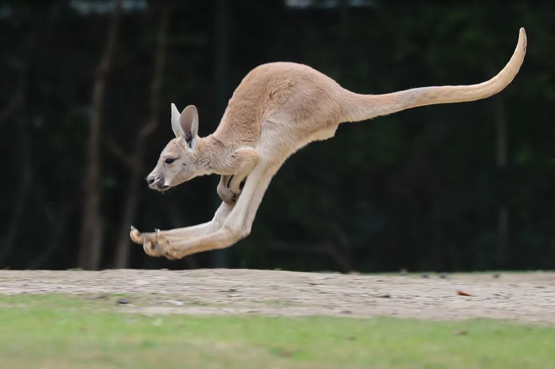 Gymnast, swimmer? Take stock of the little sports masters in the animal
