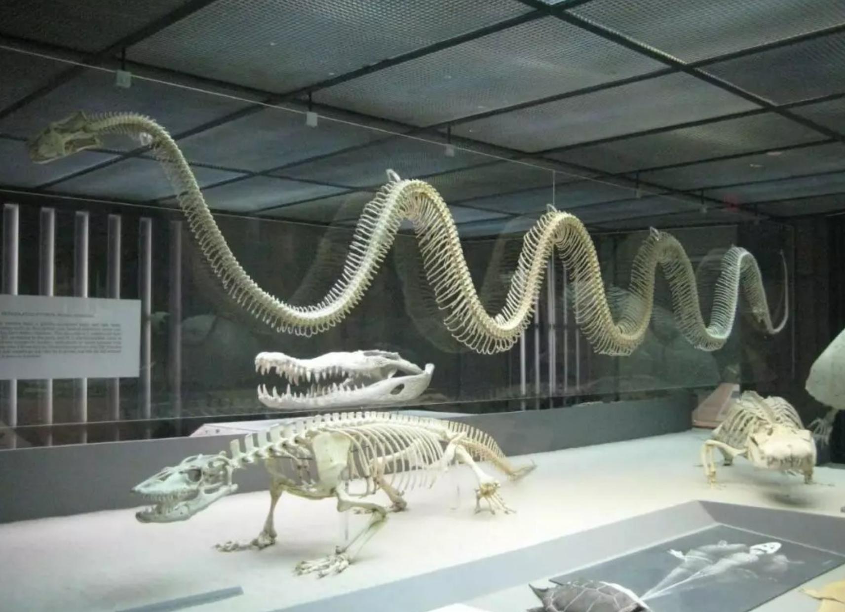 56 million years ago, the earth once had a 