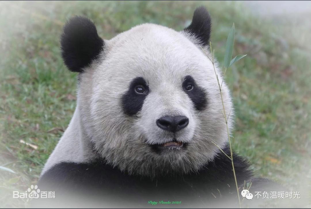 At Paradise Zoo in Belgium, five Chinese giant pandas live - iNEWS