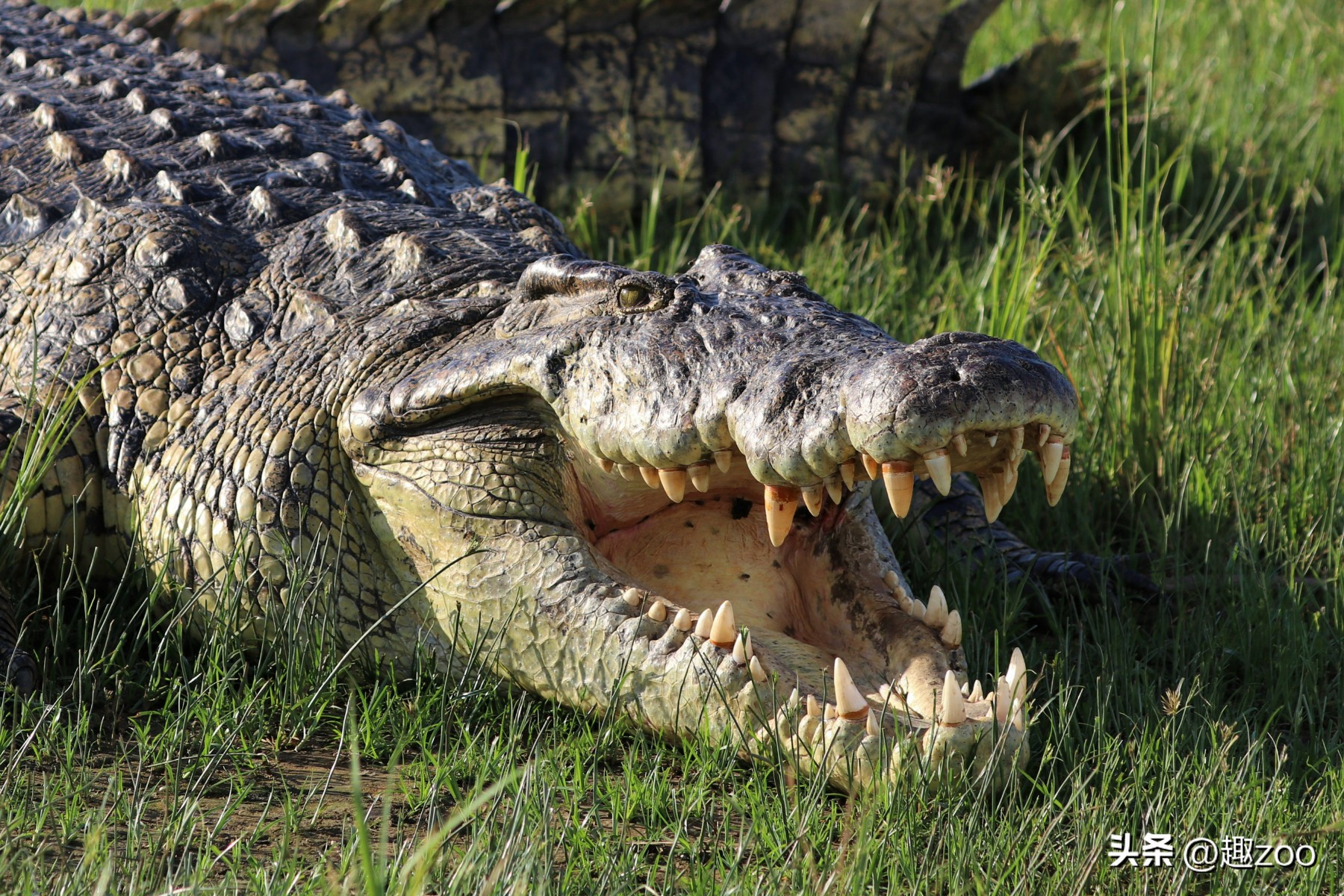 The world's top ten extant animals with the strongest bite iNEWS