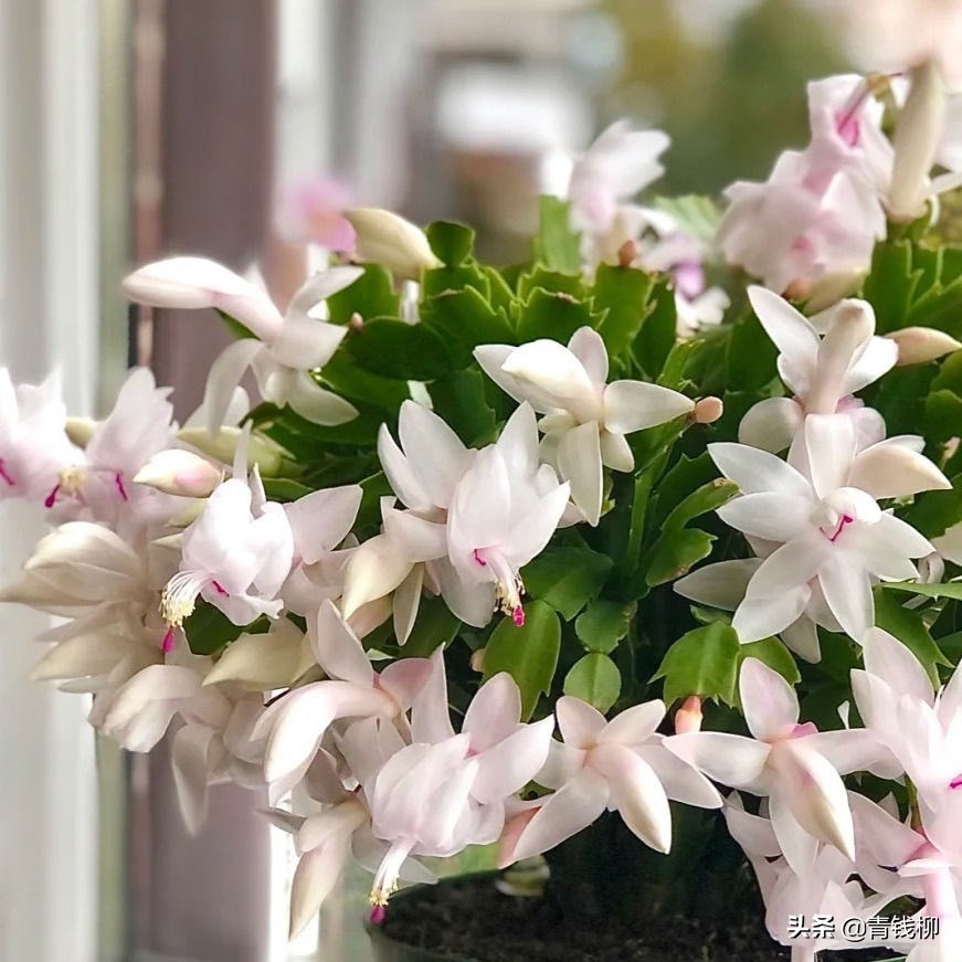Forest Cactus with Beautiful Flowers Crab Claw iNEWS