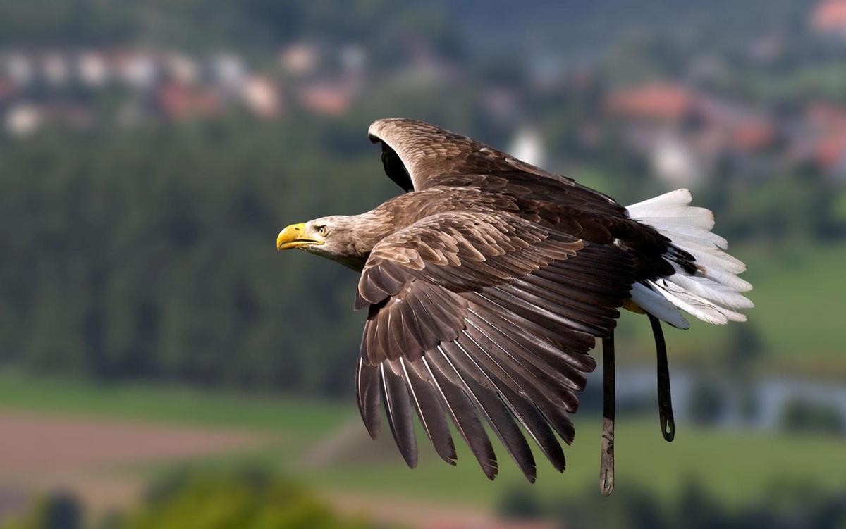 How hard is an eagle to tame? Just look at the process of boiling an eagle and you will