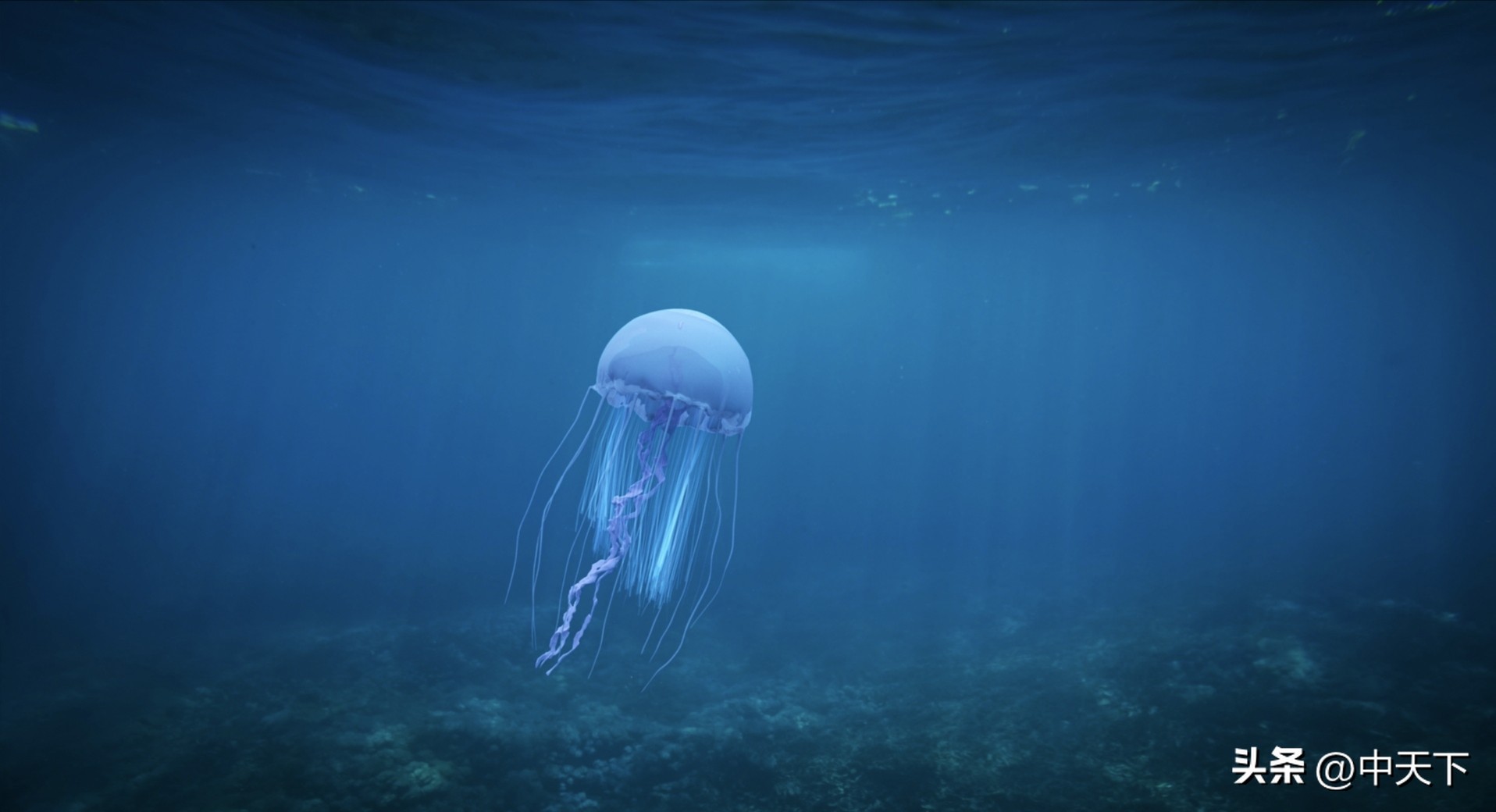 Do jellyfish have hearts?Yes or no?Do jellyfish have a heart? The