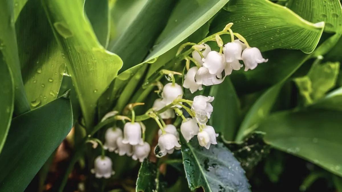 Why do some plants grow in the shade? iNEWS