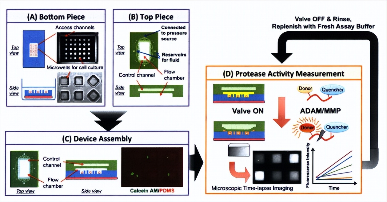 High-Throughput Microfluidics for Cell Isolation and Single-Cell ...