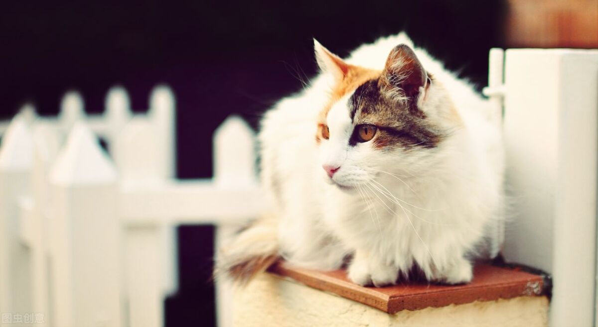 Do you know why cats like to sleep on human chests? iNEWS