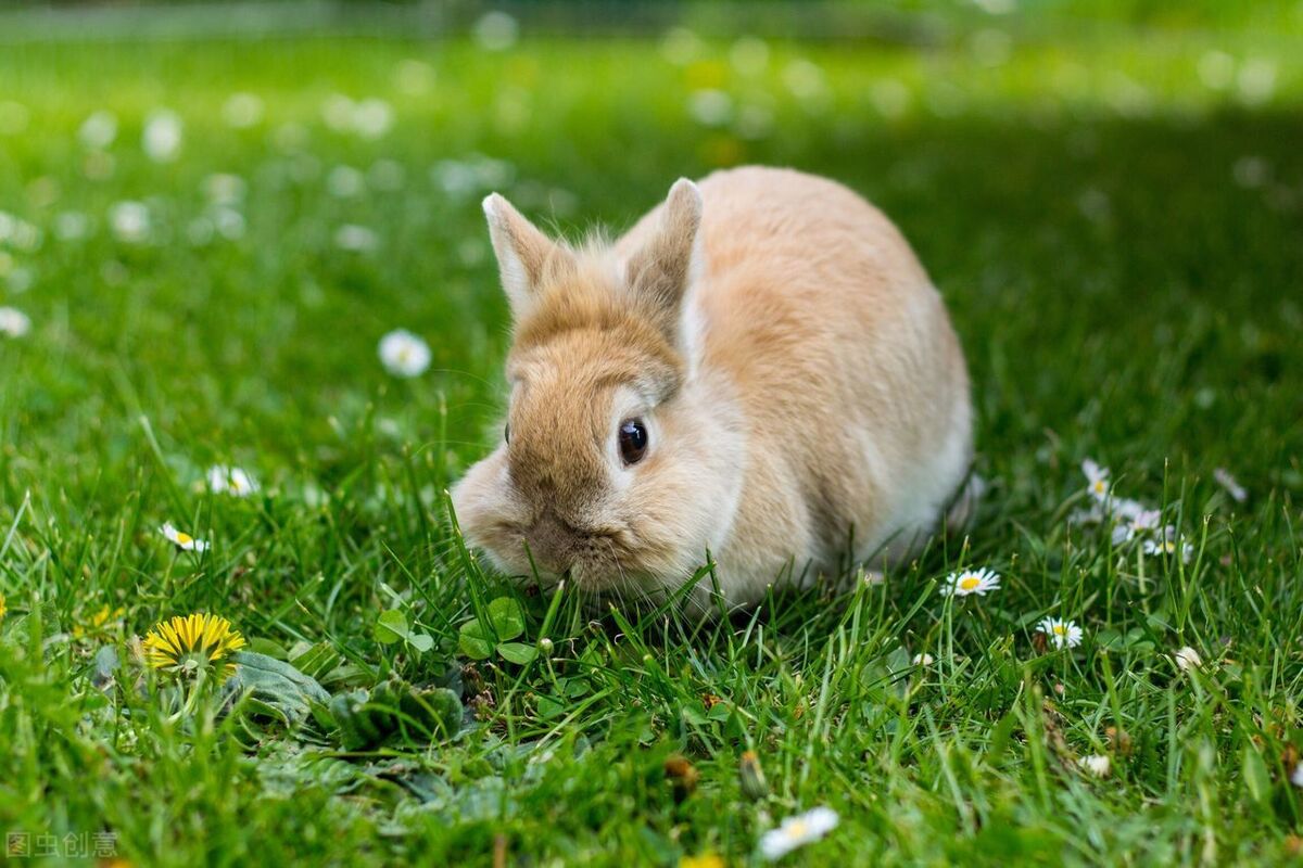 Do rabbits lose their appetite when they have a cold? iNEWS