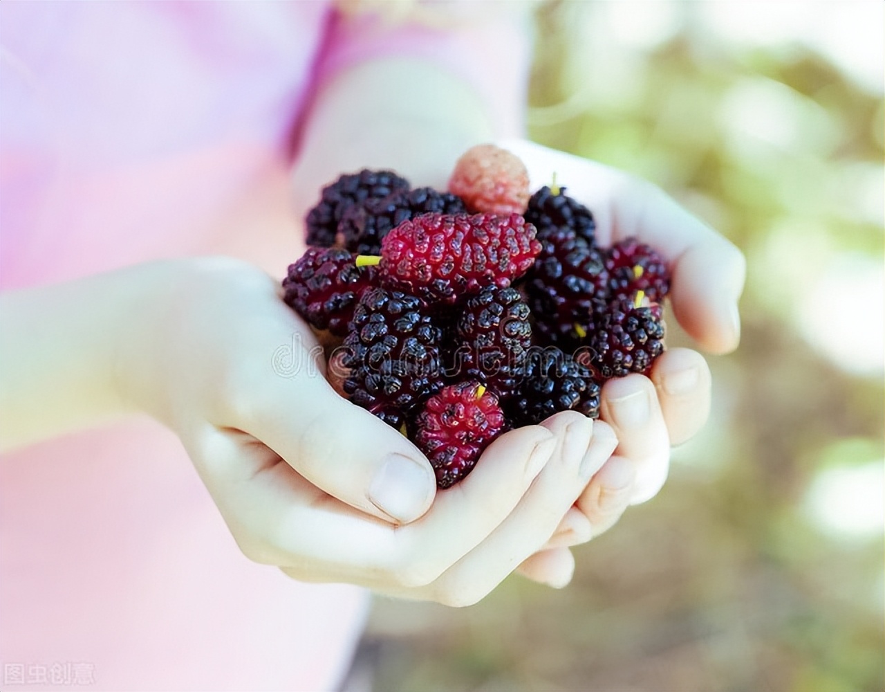 Wash mulberries, don't use flour, don't put salt iNEWS
