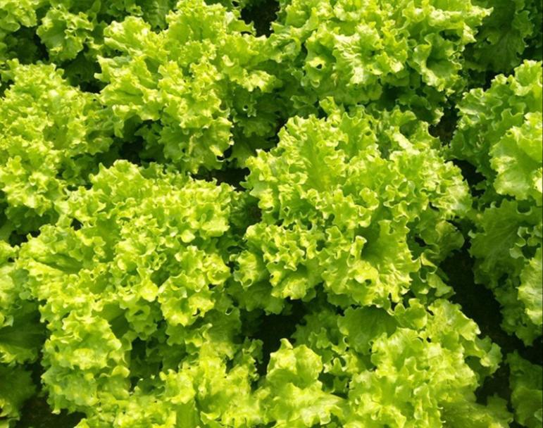 Why do your potted lettuce have less seedlings?Growth is poor, you may