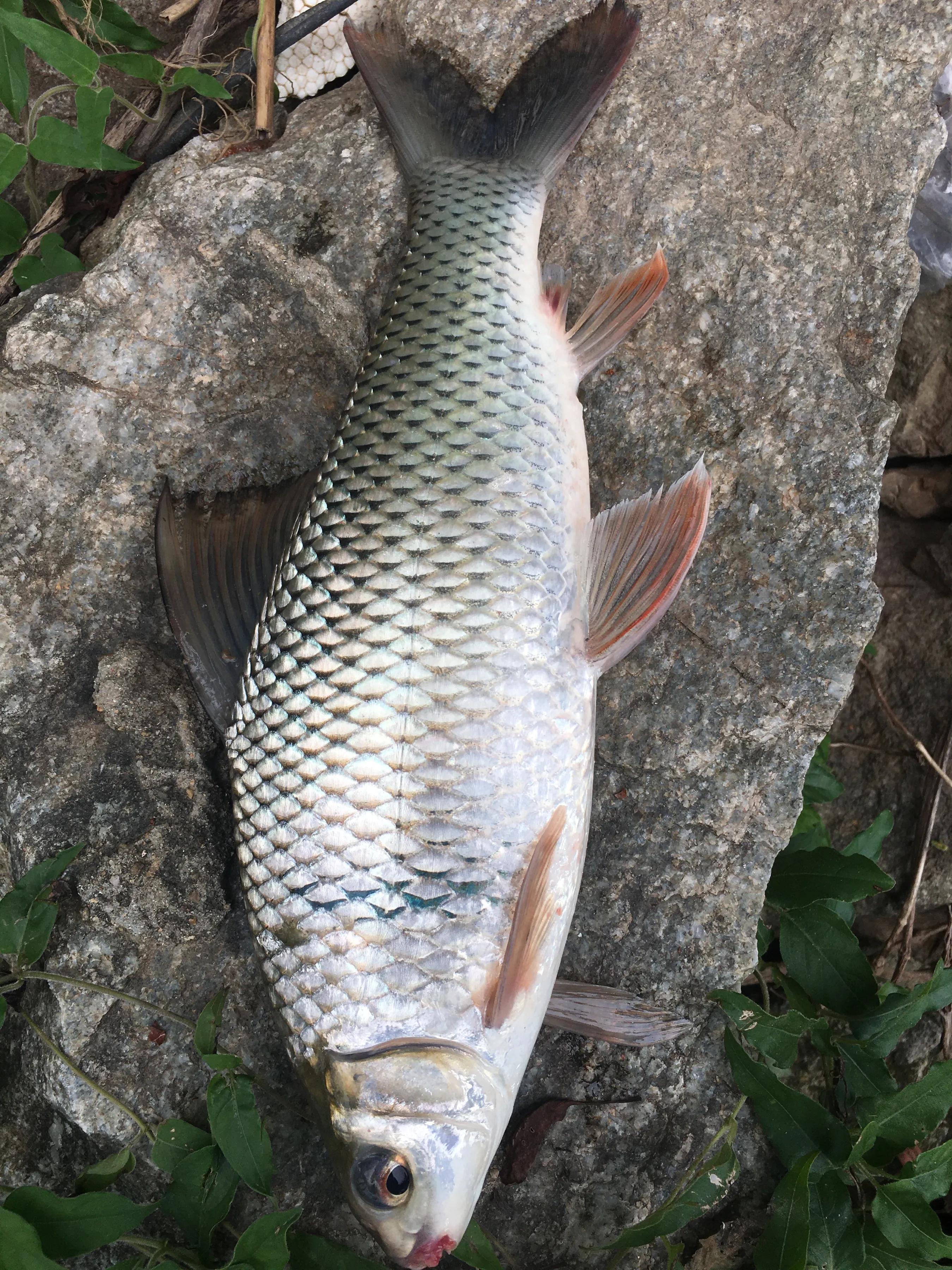 Making fish balls is actually very simple, dace fish balls are the best