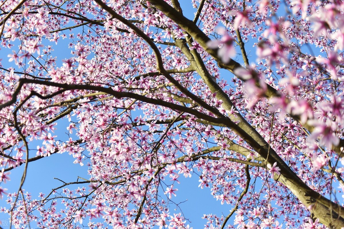 Fewer people and more flowers: here is spring everywhere, coordinate ...