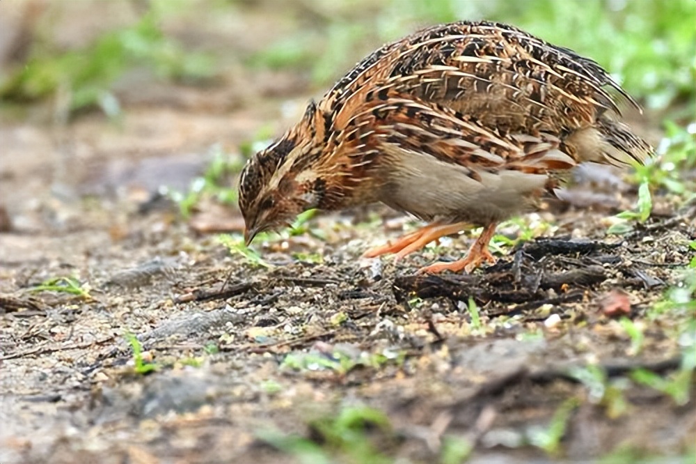 What causes quail Marek's disease? What are the symptoms of quail Marek