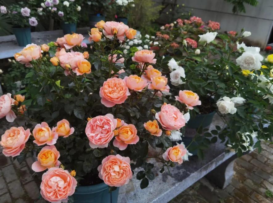 Some friends say that rose flowers are poisonous? In fact, it is not