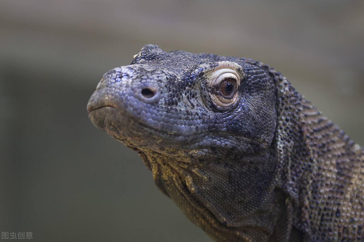 How powerful is the Komodo dragon?Animals that frighten humans - iNEWS