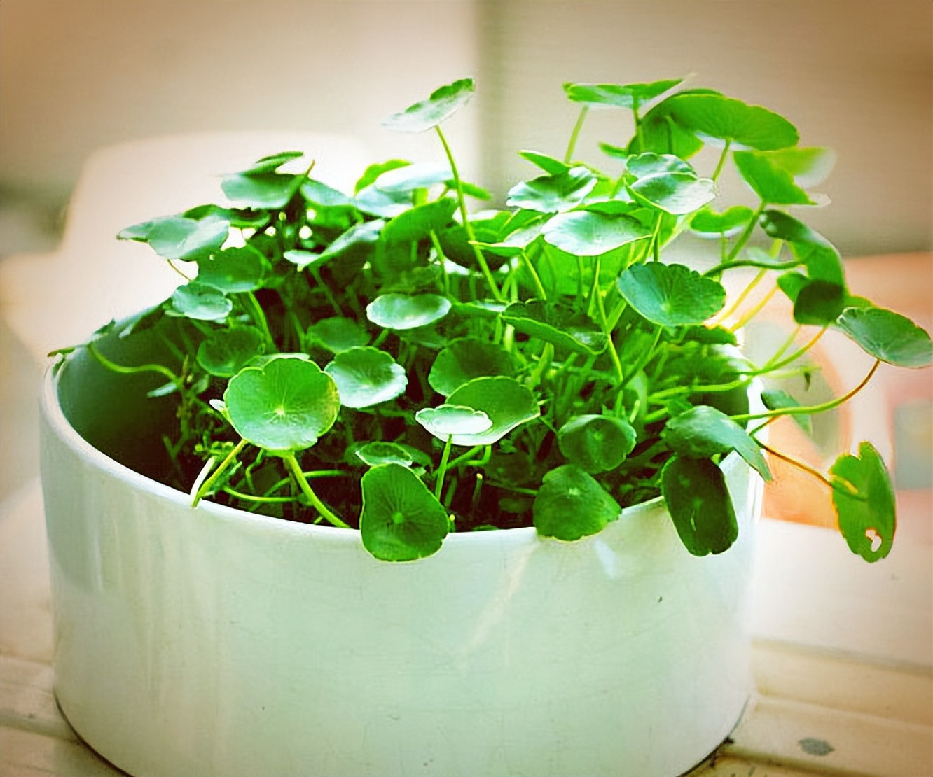 Flowers that can grow without soil, just with water iMedia