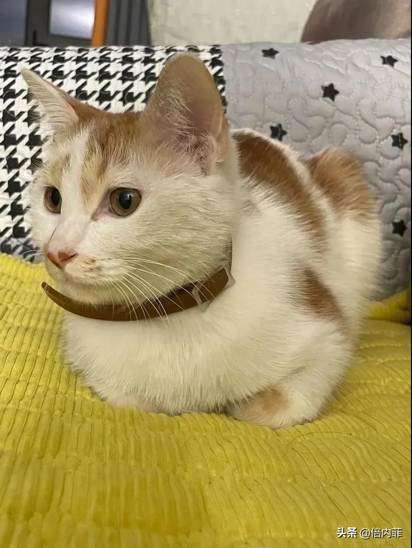 Everyone else's cat needs to lose weight, but my cat needs to gain