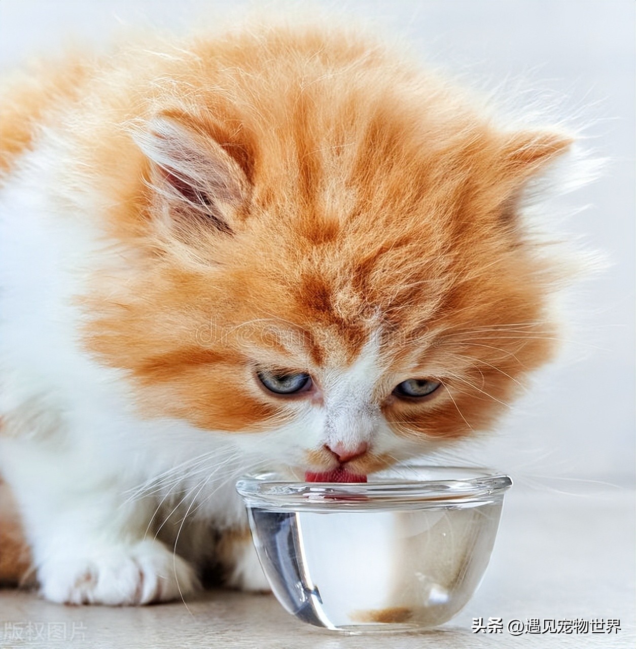 How much water do cats need to drink per day? iNEWS