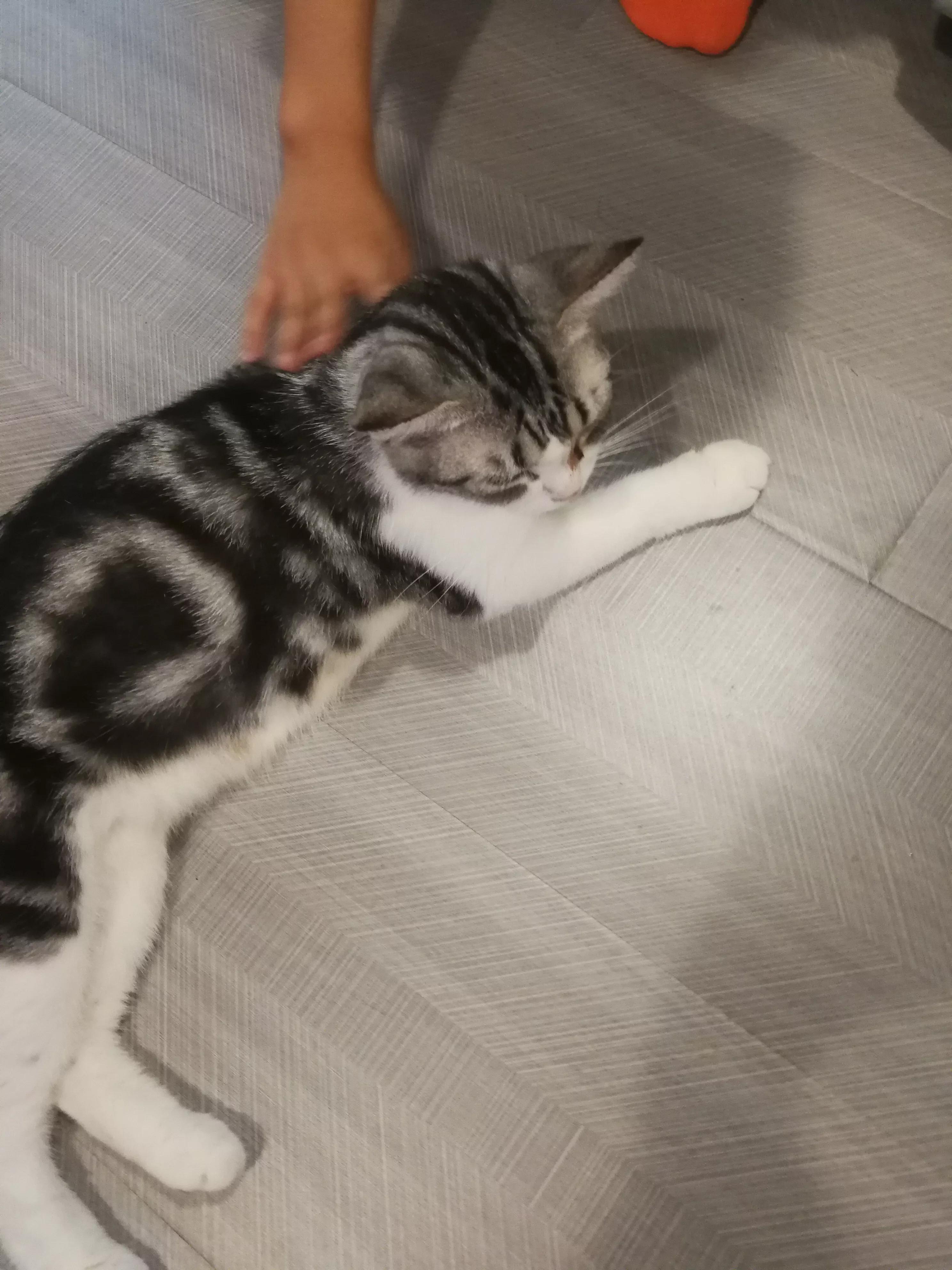 Why did the cat die? iNEWS