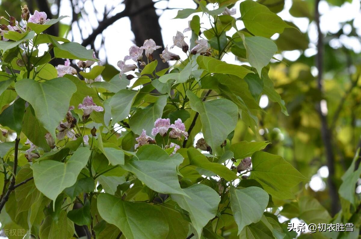 Four ancient poems, talking about the custom of wearing catalpa leaves ...
